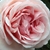 Rose - Rosier nostalgique - Aphrodite®